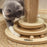 49cm Cat Scratching Post with Interactive Track Ball Toy for Indoor