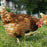 PVC Coated Welded Wire Mesh Fencing Chicken Poultry Aviary Fence Run Hutch Pet Rabbit 30m Green