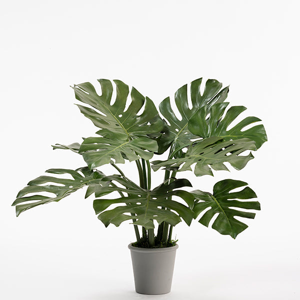 Potted Artificial Cheese Plant