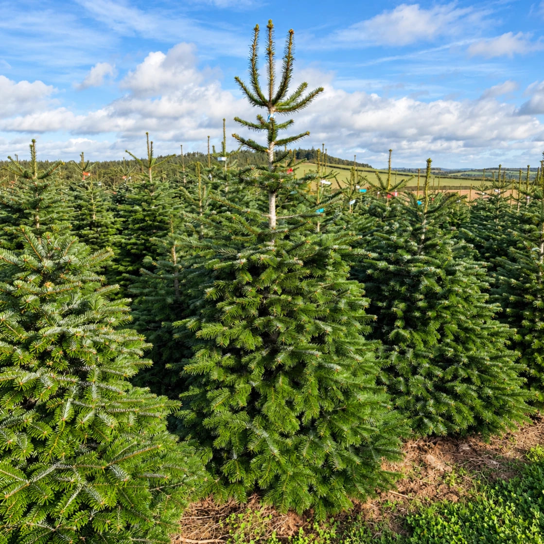 Christmas tree farm under blue skies-2-square