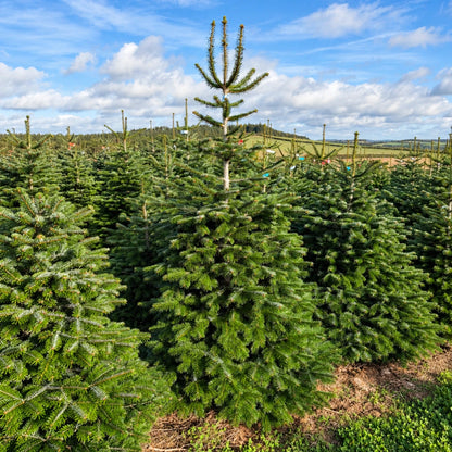 Christmas tree farm under blue skies-2-square