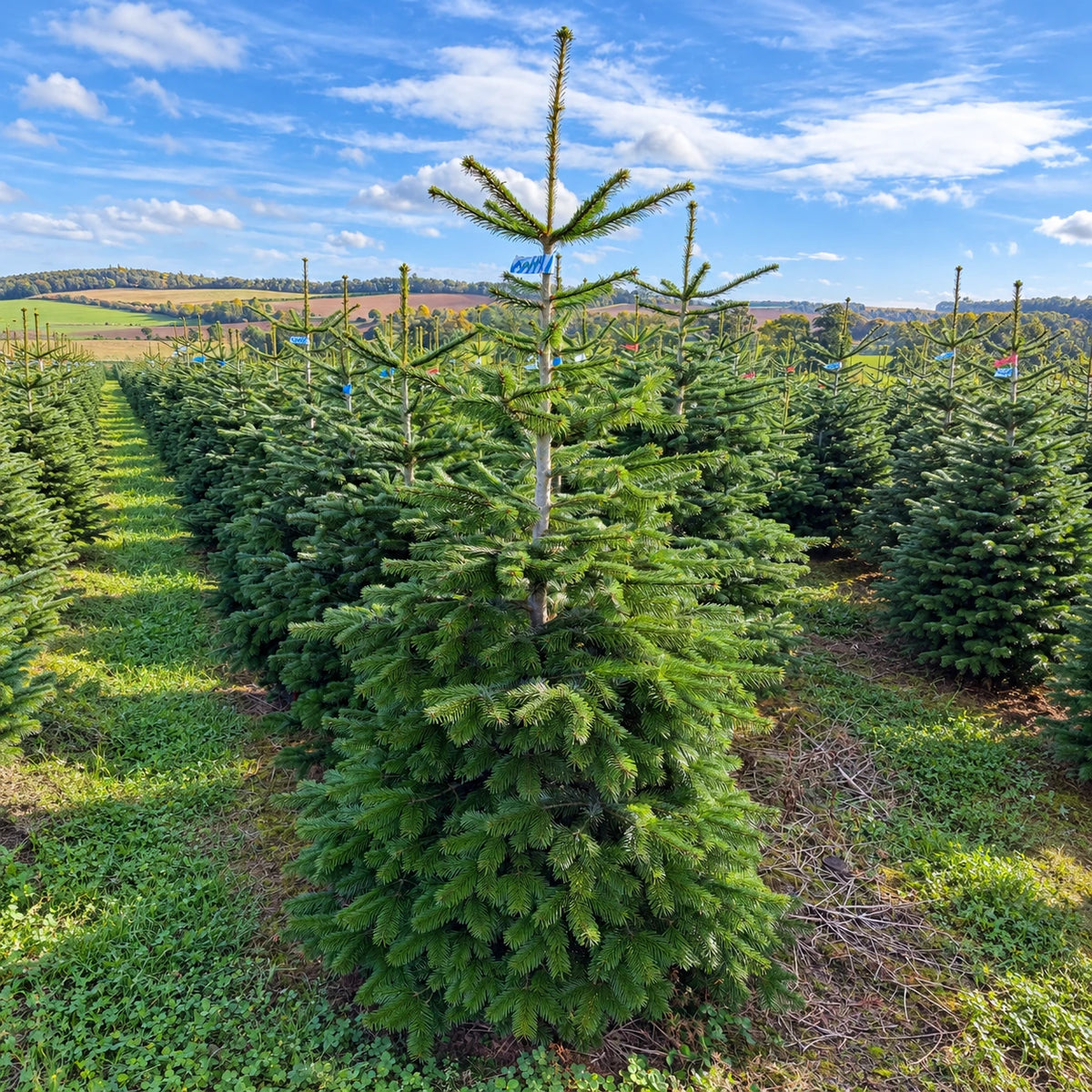 Christmas tree farm under blue skies-3-square