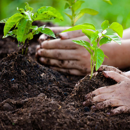 Premium Local Compost Delivered to Your Door – 1,000L Bulk Bags For £149! Transform Your Garden with Locally Produced, Nutrient-Rich Soil Improver