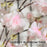 180cm Cherry Blossom Tree Light with 350 LED Lights Fake Sakura Tree