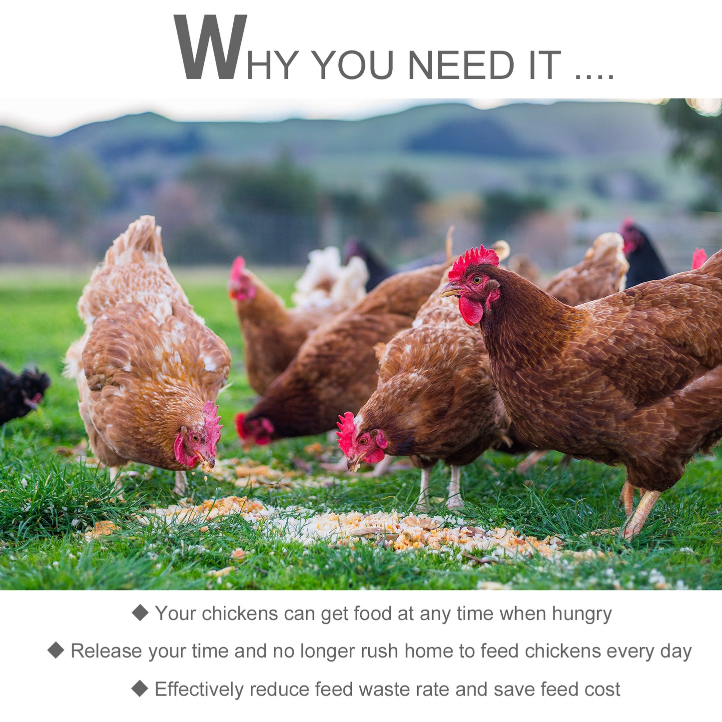 11.5KG Automatic Chicken Poultry Feeder Rat Proof Treadle Self Opening with Galvanized Steel and Aluminium