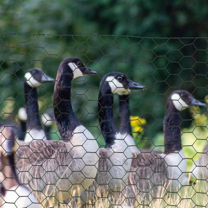 Foldable Chicken Wire Mesh, for Rabbits, Ducks, Geese, 1 x 25m