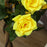 Set of 2 90cm Artificial Rose Tree, Fake Decorative Plant, Yellow