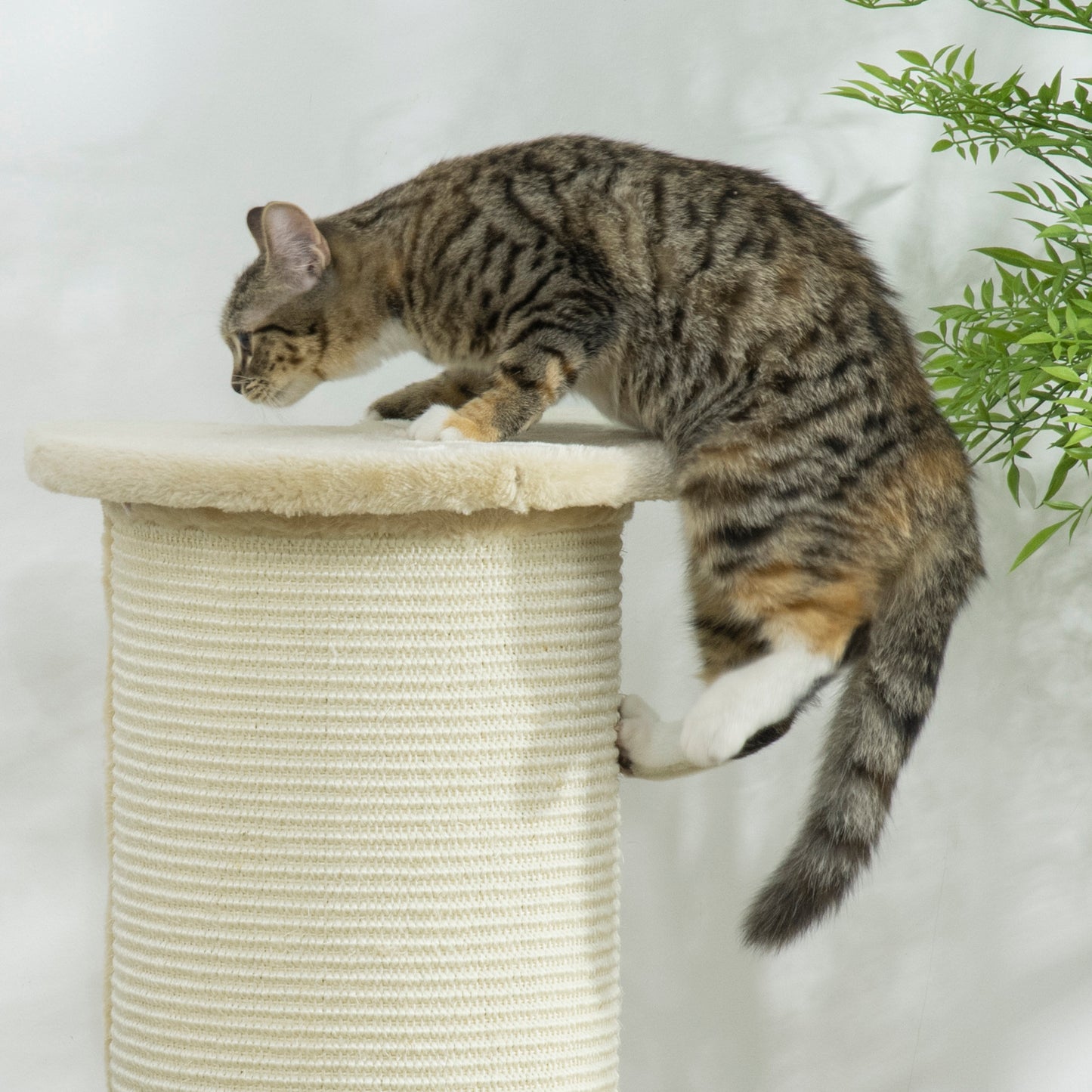 Cat Scratching Post