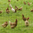 61cm x 1000cm Chicken Wire Mesh, Foldable PVC Coated Welded Garden Fence, Roll Poultry Netting, for Rabbit, Green