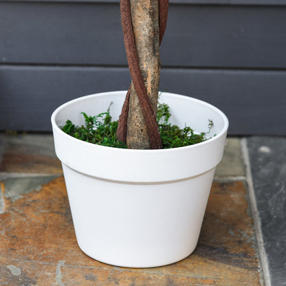 Faux Rose Plant (90cm tall)